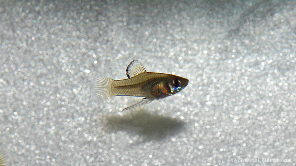 Phallichthys amates, mâle (Club aquariophile de Vernon, juillet 2008)