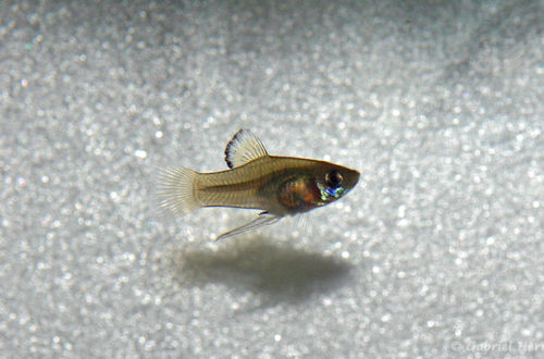 Phallichthys amates, mâle (Club aquariophile de Vernon, juillet 2008)