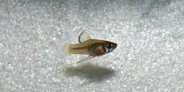 Phallichthys amates, mâle (Club aquariophile de Vernon, juillet 2008)