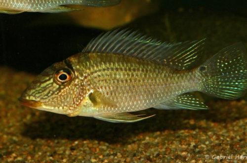 Satanoperca leucosticta (Club aquariophile de Vernon, septembre 2008)