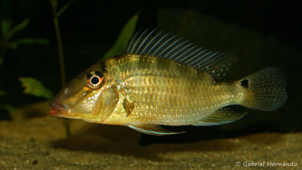 Satanoperca sp. "Red Lips", variété de la Crique Boulanger, Guyane (chez Yolande Koseve, août 2008)