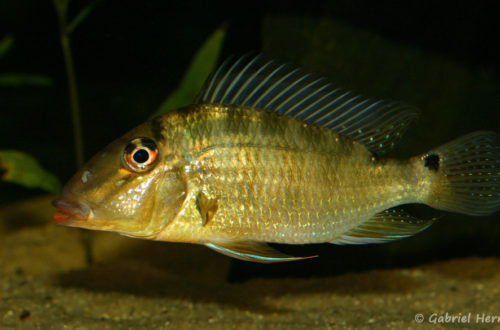 Satanoperca sp. "Red Lips", variété de la Crique Boulanger, Guyane (chez Yolande Koseve, août 2008)