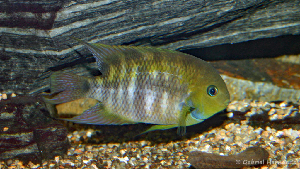 Amatitlania sajica (Club aquariophile de Vernon, juillet 2007)