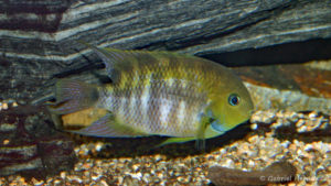 Amatitlania sajica (Club aquariophile de Vernon, juillet 2007)