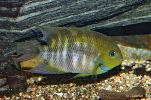 Amatitlania sajica (Club aquariophile de Vernon, juillet 2007)