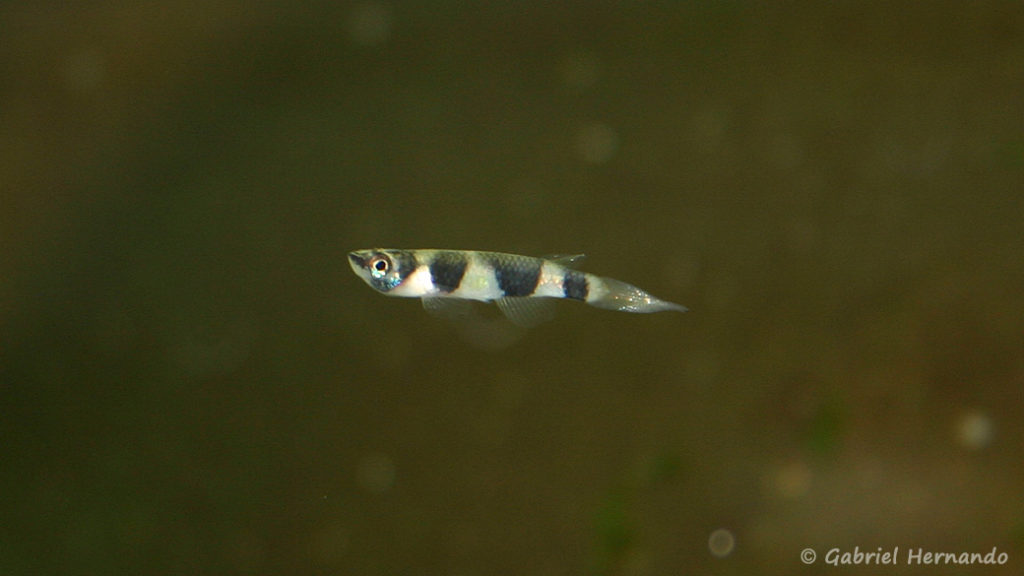 Epiplathys annulatus (Club aquariophile de Vernon, janvier 2005)