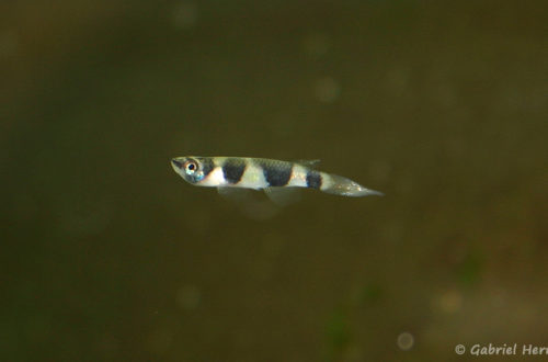 Epiplathys annulatus (Club aquariophile de Vernon, janvier 2005)