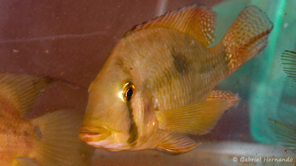 Geophagus camopienis (Nancy, congrès AFC 2008)