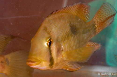 Geophagus camopienis (Nancy, congrès AFC 2008)