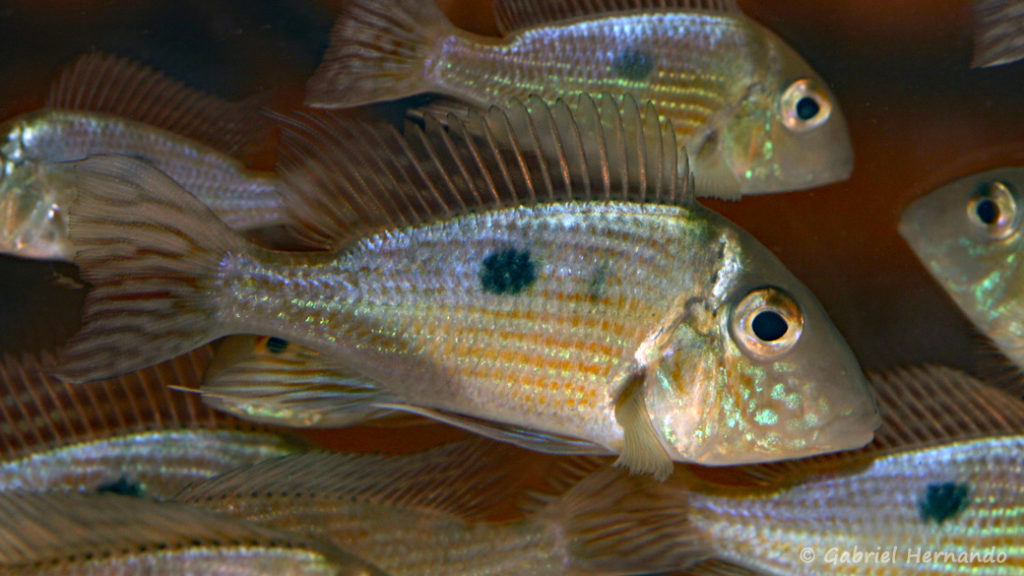 Geophagus parnaibe (Nancy, congrès AFC 2008)