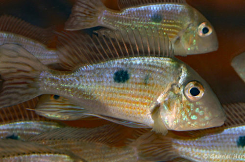 Geophagus parnaibe (Nancy, congrès AFC 2008)