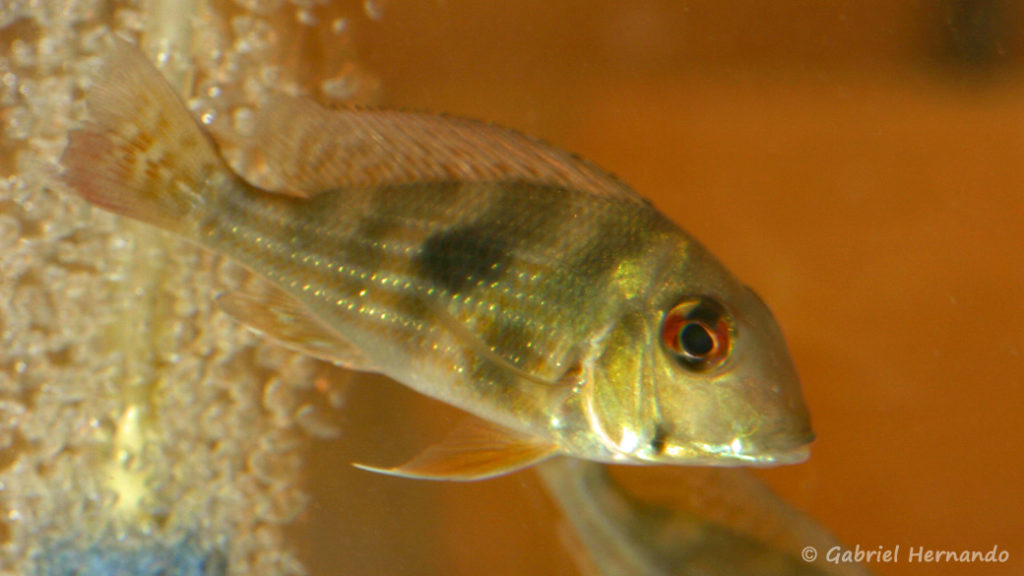 Geophagus sp. "Rio Branco" (Nancy, congrès AFC 2008)