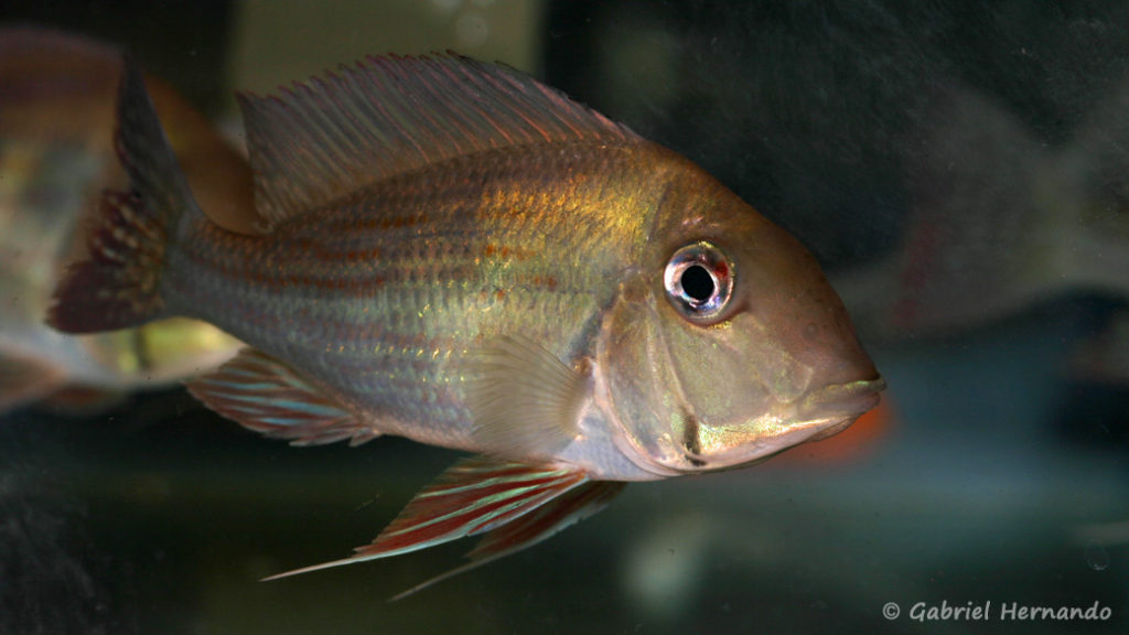 Geophagus sp. "Rio Branco" (Villebon Sur Yvette, congrès AFC 2009)