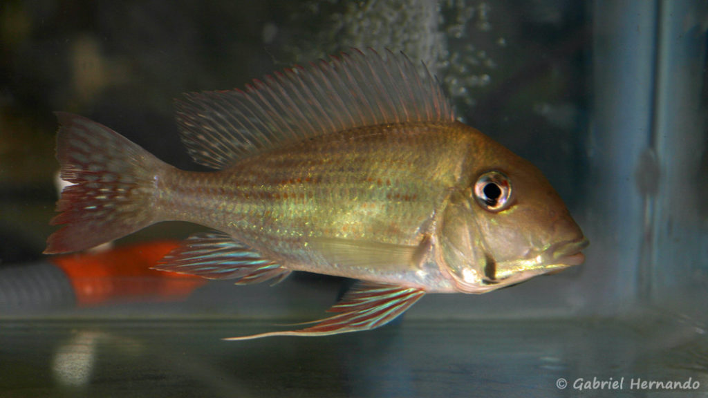 Geophagus sp. "Rio Branco" (Villebon Sur Yvette, congrès AFC 2009)