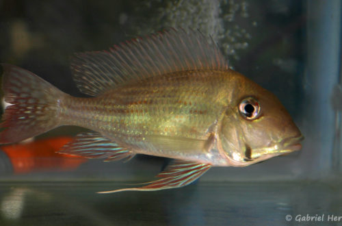 Geophagus sp. "Rio Branco" (Villebon Sur Yvette, congrès AFC 2009)