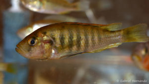 Haplochromis melanopterus (Nancy, congrès AFC 2008)