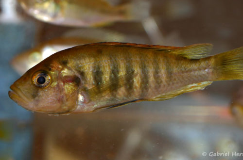 Haplochromis melanopterus (Nancy, congrès AFC 2008)