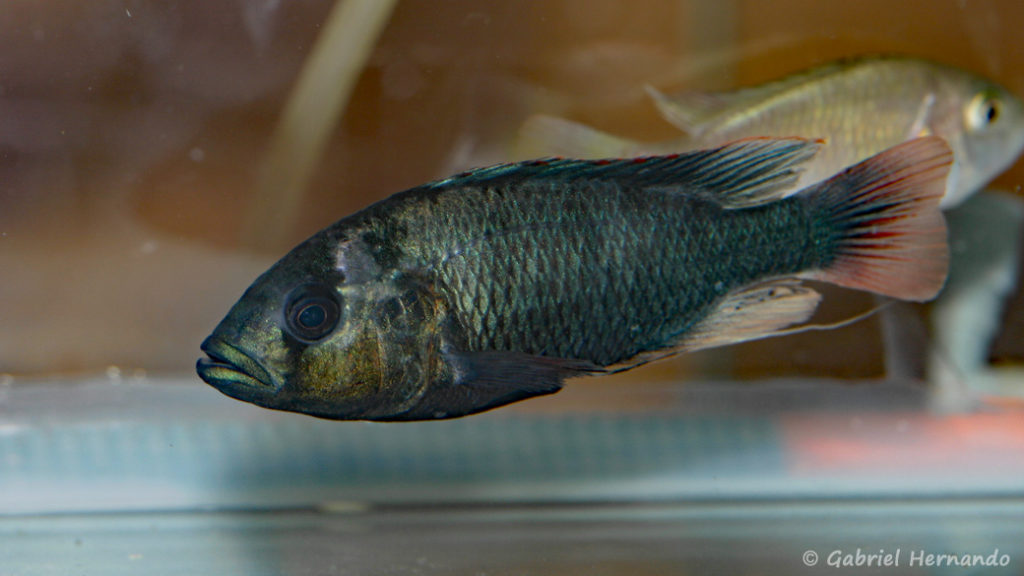 Haplochromis nubilus (Nancy, congrès AFC 2008)