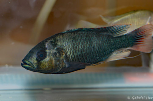 Haplochromis nubilus (Nancy, congrès AFC 2008)