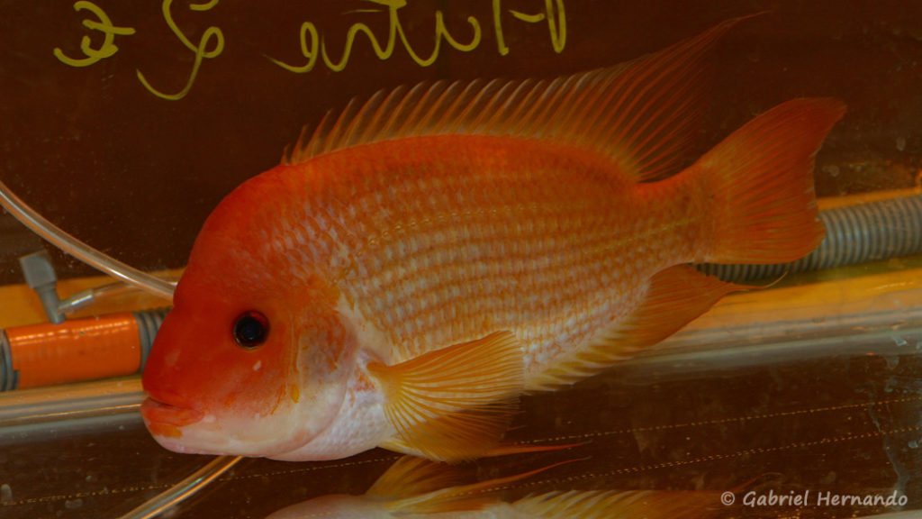 Amphilophus citrinellus (Nancy, congrès AFC 2008)