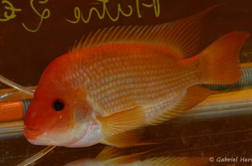 Amphilophus citrinellus (Nancy, congrès AFC 2008)