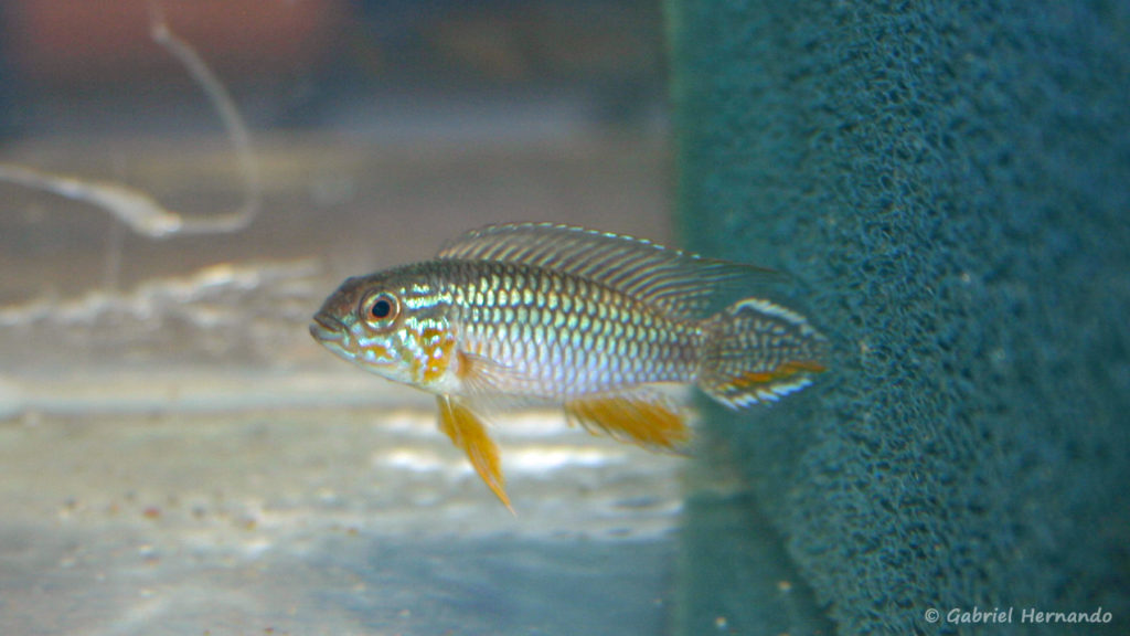 Apistogramma agassizii, variété de Amatura (Vichy, congrès AFC 2007)