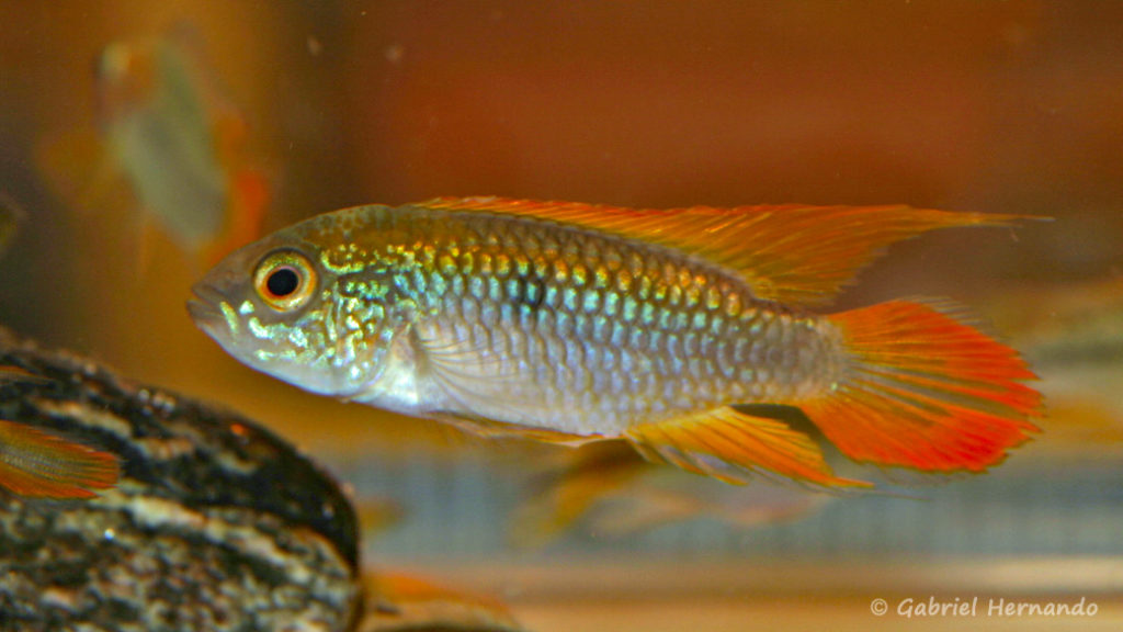 Apistogramma agassizii (Nancy, congrès AFC 2008)