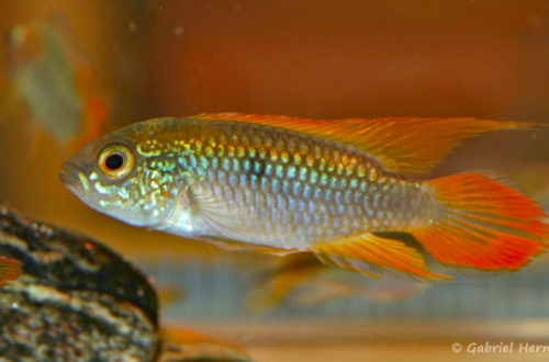 Apistogramma agassizii (Nancy, congrès AFC 2008)