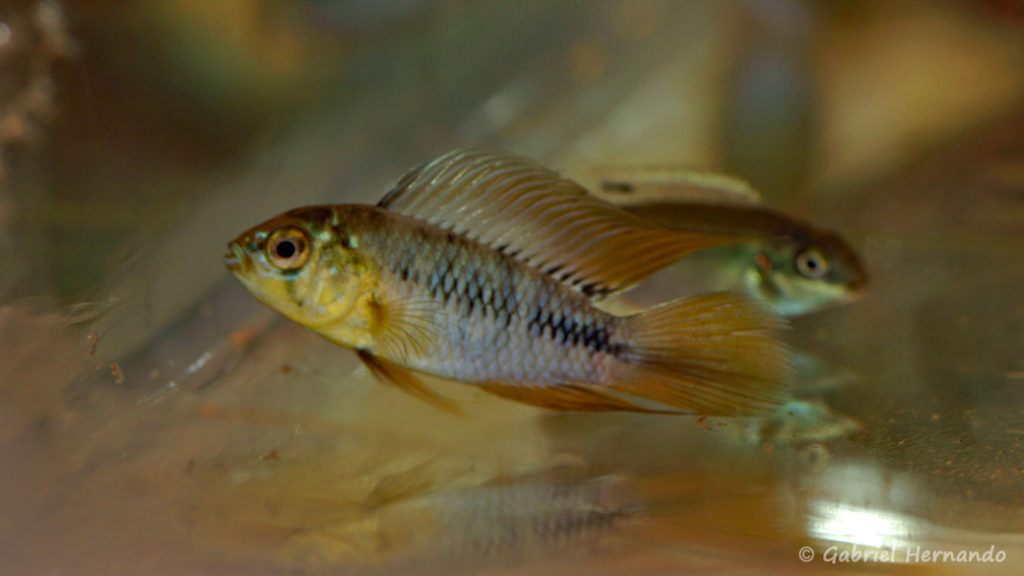 Apistogramma borellii (Nancy, congrès AFC 2008)