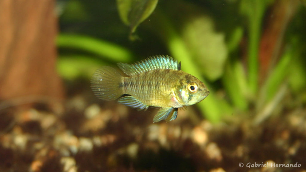 Apistogramma borellii (Club aquariophile de Vernon, janvier 2006)