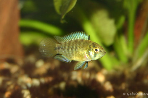 Apistogramma borellii (Club aquariophile de Vernon, janvier 2006)