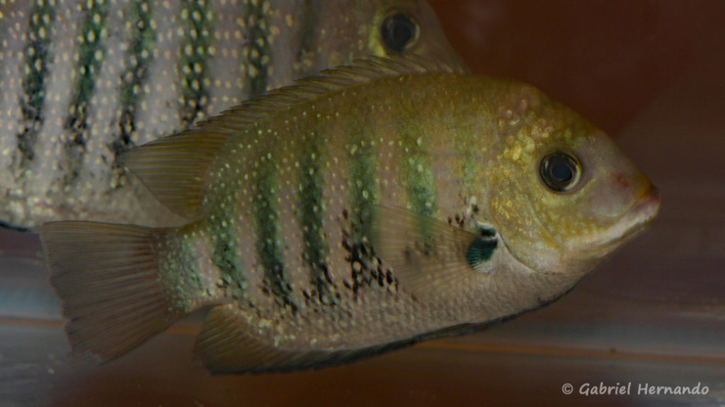 Etroplus suratensis (Nancy, congrès AFC 2008)