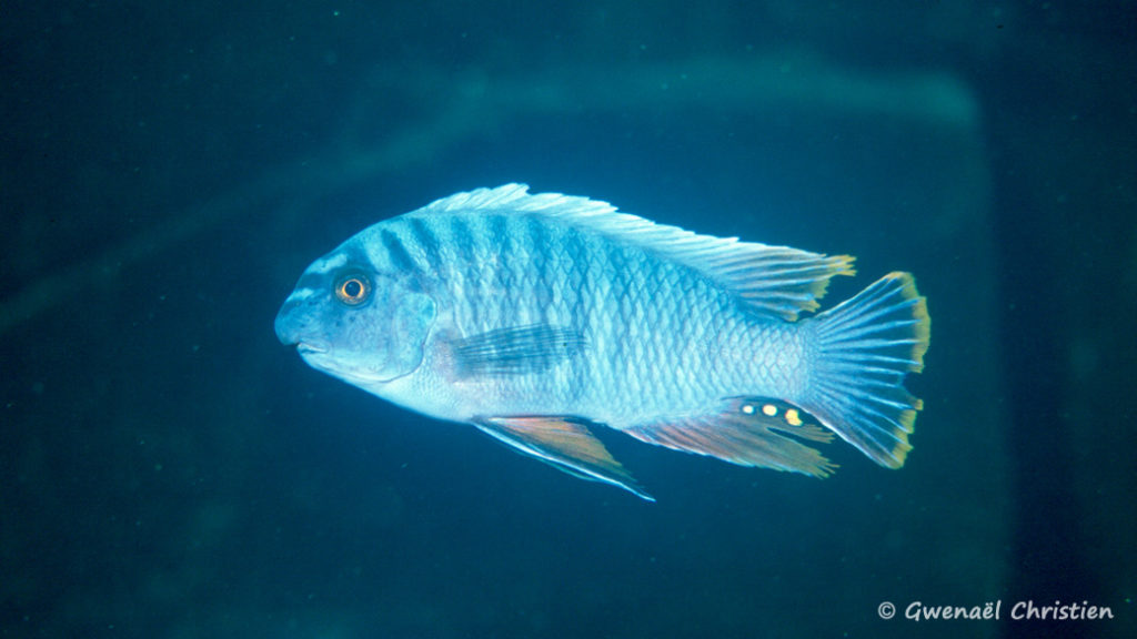 Labeotropheus fuelleborni , in situ à Thumbi West