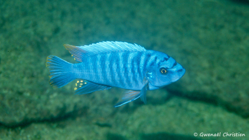 Labeotropheus fuelleborni , in situ à Zimbawe Rock