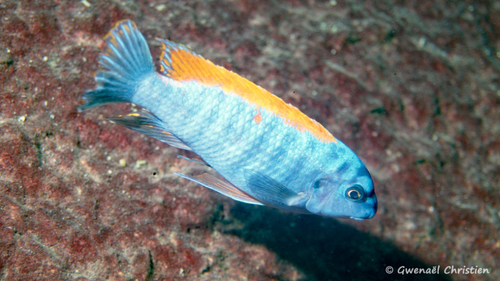 Labeotropheus trewavasae, in situ à Zimbawe Rock