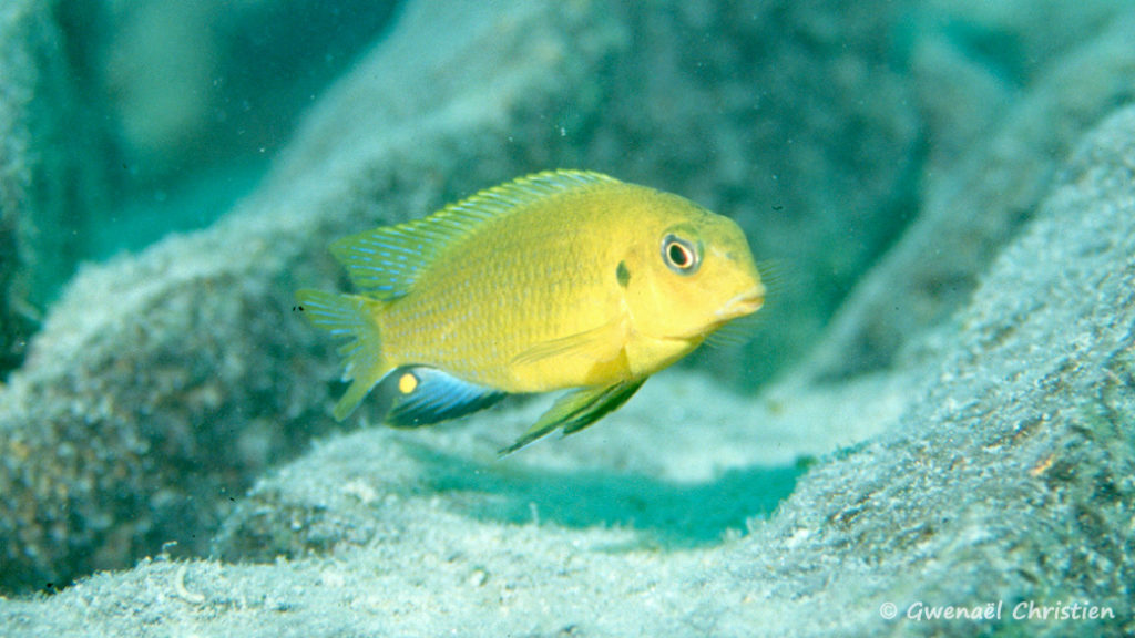 Tropheops macrophtalmus, mâle in situ à Cobue