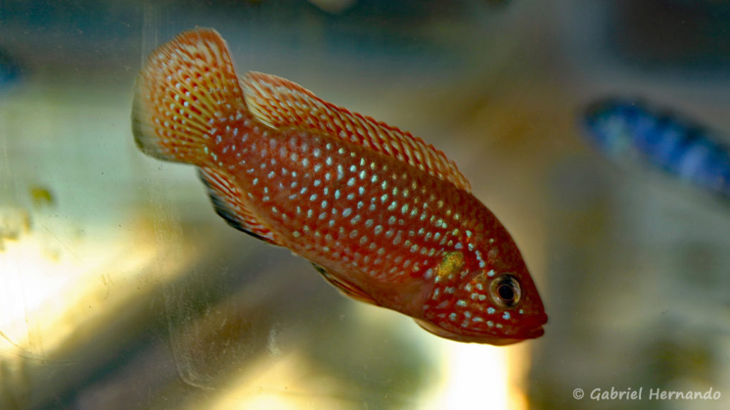 Hemichromis cf. guttatus (Nancy, congrès AFC 2008)