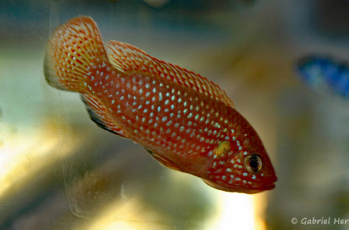 Hemichromis cf. guttatus (Nancy, congrès AFC 2008)