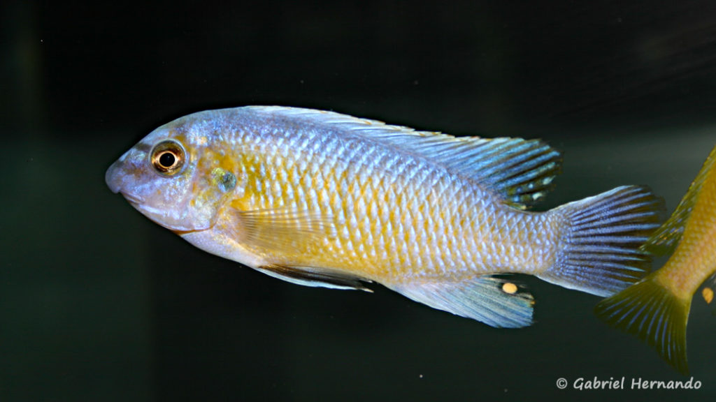 Labeotropheus fuelleborni , variété de Katale (Abysse, septembre 2006)