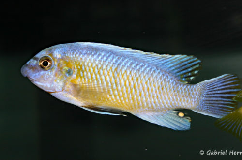 Labeotropheus fuelleborni , variété de Katale (Abysse, septembre 2006)