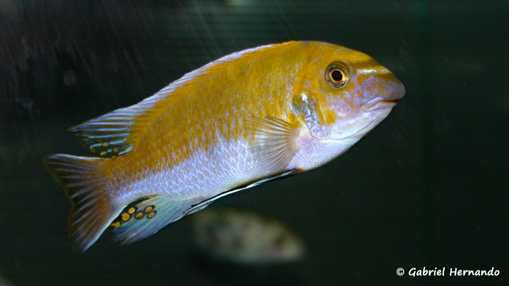 Labeotropheus fuelleborni , variété de Chilumba (Abysse, septembre 2006)