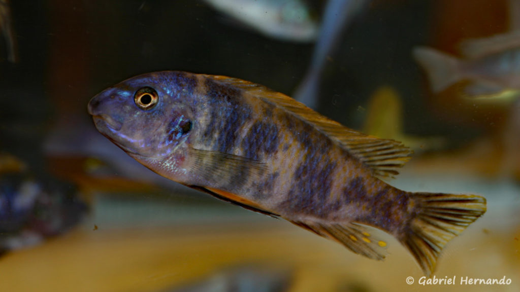 Labeotropheus trewavasae, varité OB de Thumbi West (Nancy, congrès AFC 2008)