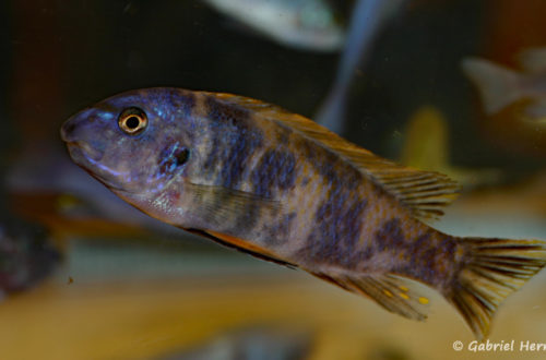 Labeotropheus trewavasae, varité OB de Thumbi West (Nancy, congrès AFC 2008)