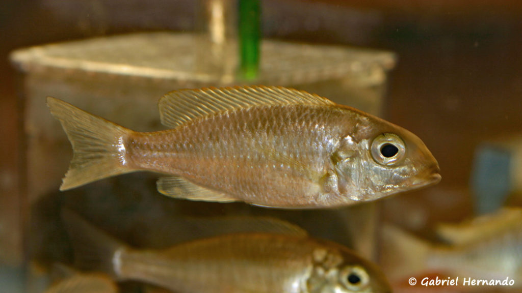 Lethrinops microstoma (Nancy,congrès AFC octobre 2008)