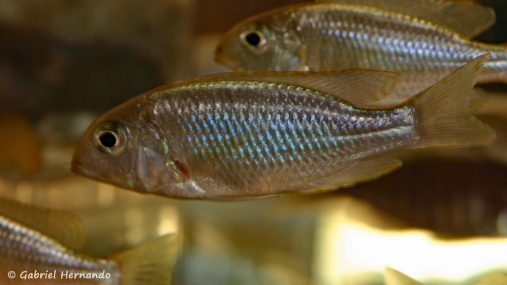 Lethrinops microstoma (Nancy,congrès AFC octobre 2008)