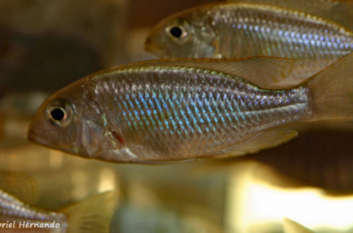 Lethrinops microstoma (Nancy,congrès AFC octobre 2008)