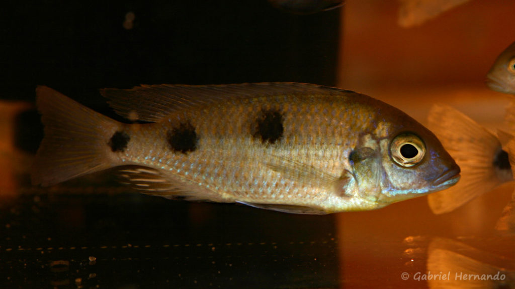 Otopharynx auromarginatus  de Mara Point (Nancy, congrès AFC 2008)