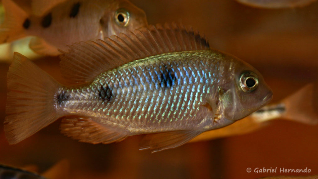 Otopharynx auromarginatus de Mara Point (Nancy, congrès AFC 2008)