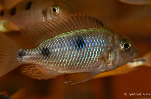 Otopharynx auromarginatus de Mara Point (Nancy, congrès AFC 2008)