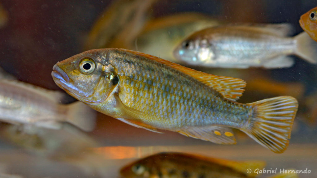 Pseudotropheus williamsi , variété de Makonde (Nancy, congrès AFC 2008)